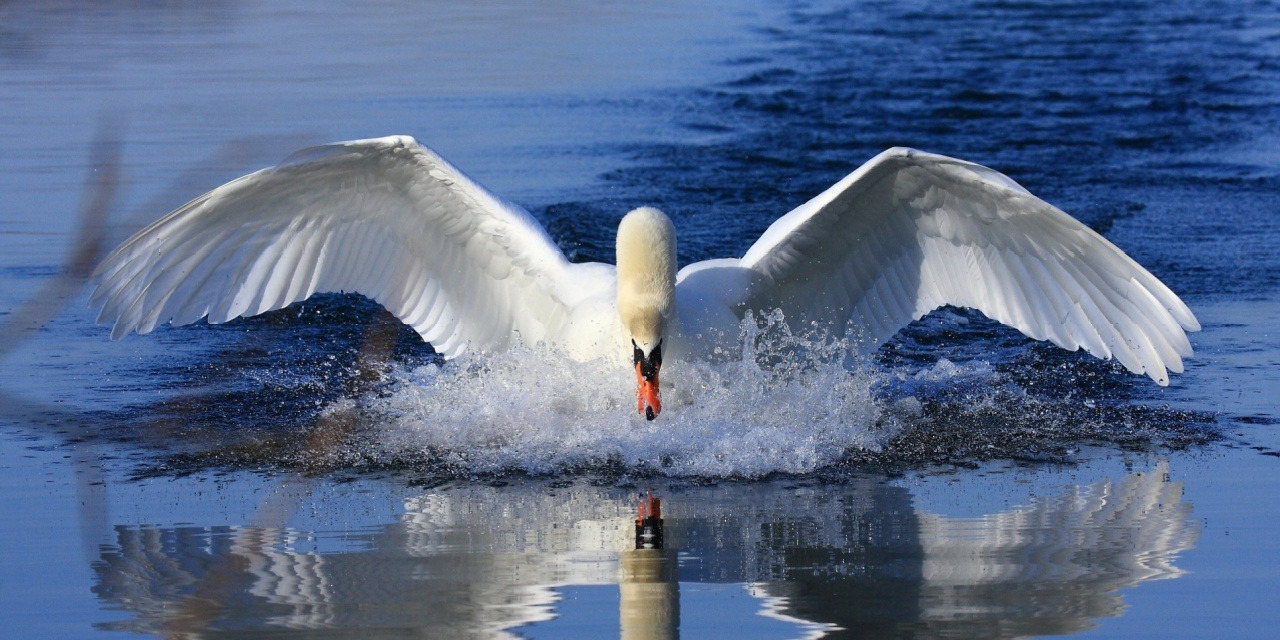 Swan Bitcoin подает иск против собственных юристов