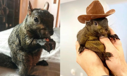 Peanut the Squirrel’s Viral Fame Sparks Meme Coin Frenzy on Solana