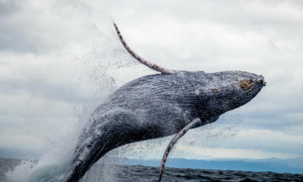 ​​Whale Awakens: $257M in Dormant Bitcoin Moves After 11-Year Hiatus